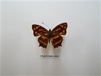 藏品(散紋盛蛺蝶)的圖片